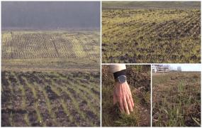 Anomalia vremii distruge culturile de toamnă: "Grâul, până acum 3 săptămâni, nici măcar nu era ieşit aici. Uitaţi-vă cât e de suferind"