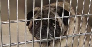 Revelionul, petrecere de groază pentru animale. Zgomotele puternice de la artificii le-au îngrozit pe patrupede, spun veterinarii