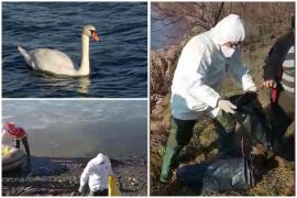 Alertă de gripă aviară H5N1 în România. Primele măsuri după ce 16 păsări au fost găsite moarte în Suceava