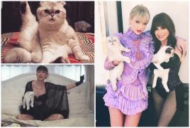 Pisica lui Taylor Swift, în top 3 cele mai bogate animale de companie din lume. Averea felinei