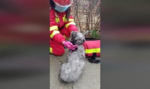Un căţel, salvat dintr-un incendiu izbucnit într-un apartament din Constanţa. Pompierii i-au făcut masaj cardiac şi i-au administrat oxigen