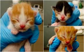 Bilete gratis dacă adopţi o pisică. Mai multe companii aeriene din SUA caută familii iubitoare pentru Spirit, Delta şi Frontier