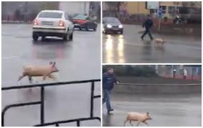 "Săracul, a vrut să evadeze!" Un purceluş, în fugă spre libertate prin centrul Bacăului