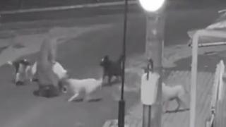 Bătrânică atacată de o haită de câini, în Bârlad. Norocul ei a fost un bărbat, care a alungat patrupedele