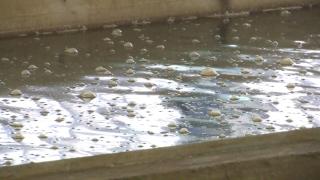 "Apa este monitorizată zilnic". Ce măsuri iau autorităţile, după ce o bacterie periculoasă a fost descoperită în Dunăre