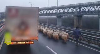 Cu oile la plimbare, pe Autostrada Soarelui. Trei ciobani au blocat circulaţia, după ce au ajuns cu turma pe şosea
