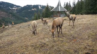 Satul din Suceava devenit celebru datorită unei crescătorii de cerbi maiestuoşi. Peisajul pare desprins din basmele româneşti
