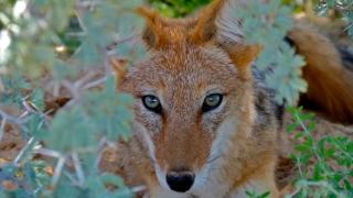 O haită de şacali a făcut prăpăd lângă Timişoara. Oamenii sunt terorizați