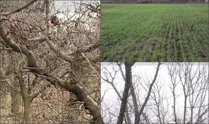 Temperaturile record din luna ianuarie afectează culturile și pomii fructiferi. Agricultorii se așteaptă deja la pagube: "Zăpada aduce un aport de azot natural"