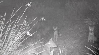 Fiarele care terorizează un oraș din România. Atacă în haită și au venit cu sutele din Serbia