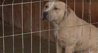 Zeci de câini, puşi să lupte până la moarte în competiţii ilegale. Corpurile acestora, congelate până au fost predate înapoi stăpânilor