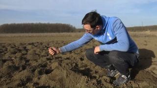 Vremea schimbă culturile, dar şi preţurile de la raft. Soluţia găsită de agricultori: cu ce înlocuiesc porumbul pentru "a merge la sigur"