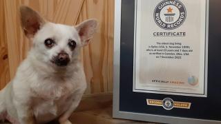 Povestea incredibilă a lui Spike, cel mai bătrân câine din lume. Metisul cu strămoşi Chihuahua a trecut de 23 de ani câineşti