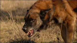 Cum trebuie să reacționăm în cazul în care suntem atacați de câinii furioși. Sfatul dresorului