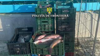 Sute de kilograme de peşte, braconate în Delta Dunării. Pescarii aveau plasele pline, în zona protejată de lege