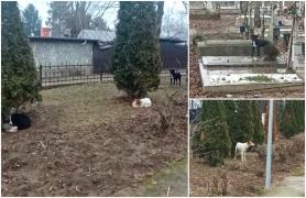 Scene uluitoare la capela unde a fost depus trupul Anei, tânăra ucisă de câini în parcul Lacul Morii