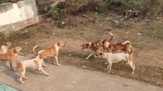 Apelul care ar fi putut să îi salveze viaţa Anei Oros. Poliţia Locală a sesizat ASPA despre haita de câini de lângă Lacul Morii, cu 7 zile înainte