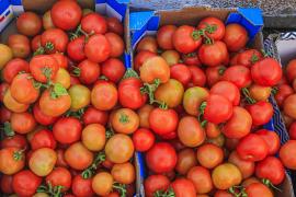 Producătorii autohtoni de roșii se chinuie să țină pasul cu turcii, chiar și cu programul Tomata. Subvenţia nu a mai fost majorată de 6 ani