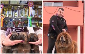 Cel mai frumos Mastiff Tibetan din lume, vedeta unei familii din Mureş, a devenit tătic. Primele imagini cu puii