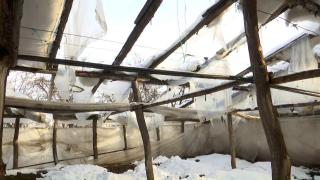 Sute de hectare de solarii distruse de zăpadă. De ce nu îi poate ajuta statul pe legumicultorii din Matca