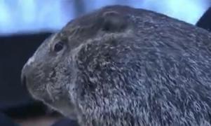 Marmota Phil a prezis că iarna va dura încă şase săptămâni. Cât de corecte sunt predicţiile