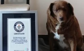 Bobi, cel mai bătrân căţel din lume. Are 31 de ani şi trăieşte pe coasta de vest a Portugaliei