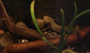 Noua vedetă a unei grădini zoo din Mexic este axolotul, care își poate reface organele la nivel celular, indiferent de câte ori ar fi tăiate