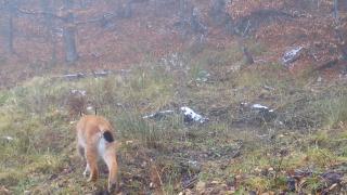 Imagini rare şi spectaculoase într-o pădure a Parcului Natural Putna-Vrancea: Un râs şi-a făcut apariţia prin faţa obiectivului
