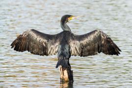 Petre Daea declară "război" cormoranilor: "Este o pasăre care nu are dușmani și nici nu se hrănește cu altceva decât pește"