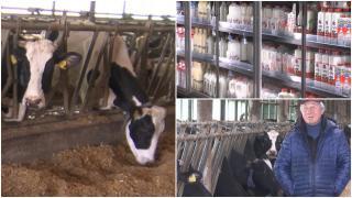 Are o fermă cu 900 de vaci, dar profitul se lasă aşteptat. Ce-i ameninţă lui Claudiu afacerea