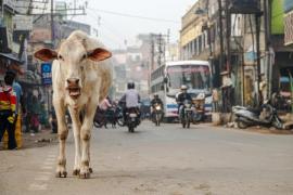 Indienii, îndemnați să "îmbrățișeze o vacă" de Ziua Îndrăgostiților, pentru a evita "orbirea civilizației occidentale"