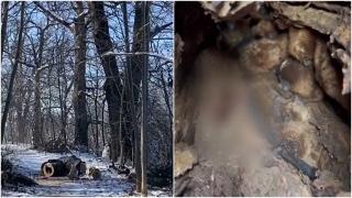 Colonie de lilieci, distrusă din cauza neglijenţei muncitorilor. Au tăiat cu drujba scorbura în care aceştia hibernau