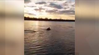 Imagini virale pe Dunăre: delfinii au migrat din Marea Neagră pe braţul Sfântul Gheorghe. Posibilele explicaţii