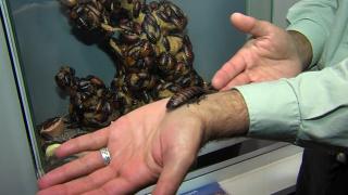 Răzbunare de Valentine's Day! Gândacii pot fi botezaţi cu numele foştilor parteneri, la un zoo din Texas