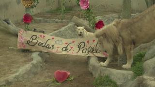 Un leu și o leoaică au sărbătorit un an de "căsnicie" chiar de Valentine's Day, la un zoo din Peru