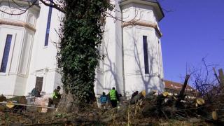 "Au aprobare de la mediu? Aşa ar fi normal." Enoriași revoltați după ce Mitropolia Olteniei a decis să taie teii din curtea bisericii Madona Dudu din Craiova