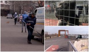 Doi câini Carne Corso au atacat o tânără în zona Lacul Morii. Animalele, prinse şi date imediat înapoi proprietarilor