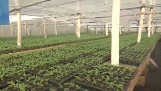 Leguma vândută mai scump decât carnea, bucuria fermierilor care şi-au salvat o parte din recoltele afectate de zăpezi: "E trufanda"