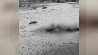 Vită de 500 de kilograme, atacată şi ucisă de o haită de şacali, în Delta Dunării. Localnicii sunt disperaţi