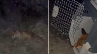Apariţie inedită: O vulpe a intrat nestingherită într-o maşină parcată în Cluj-Napoca. "Musafirul nepoftit" nu se afla la prima vizită în acel loc