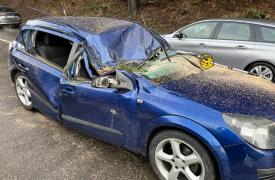 Copac de 10 metri, doborât de vânt peste maşina unor turişti în stare de şoc. Autorităţile insistă că pericolul nu putea fi prevăzut: "Era un brad sănătos"