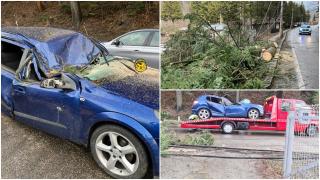 Două persoane şi-au văzut moartea cu ochii la Azuga: Un copac a căzut peste maşina în care erau, doborât de vânt
