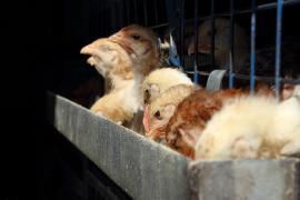 Probleme și cu ouăle: Găinile din România sunt stresate și UE vrea să interzică creșterea lor în cuști. Ce efecte vor fi