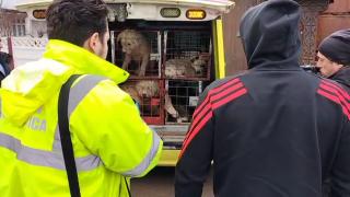 Femeia mușcată de câini pe un câmp din Galați este în stare critică. "Vi se pare normal, în secolul 21, să fim mâncaţi de câini pe stradă?"