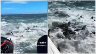 Festinul rechinilor. Imagini uluitoare, postate pe TikTok: "N-am mai văzut niciodată aşa ceva"
