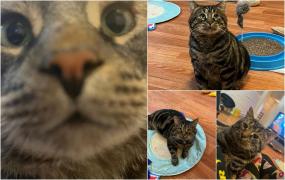 Fishtopher, de la cea mai tristă la cea mai virală pisică de pe internet. Într-o săptămână, 2.500.000 de oameni i-au urmărit povestea