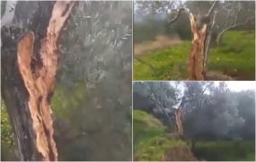 Măslin despicat în două, la distanță de 10 metri după cutremurul din Turcia