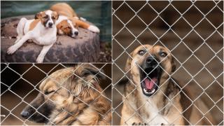 A înfometat 60 de câini şi pisici până au murit, deşi avea la adăpost saci întregi cu mâncare. Instanţa a decis că nu va păţi nimic