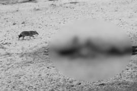 Soarta şacalilor, după atacurile de o sălbăticie cruntă din Delta Dunării. Oamenii tremurau în case de teama prădătorilor