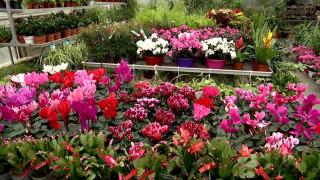 8 Martie, Ziua Internaţională a Femeii. Buchetele cu flori de primăvară asortate, la mare căutare în acest an